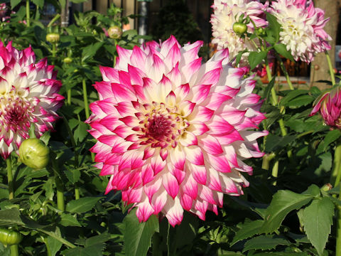 Dahlia hybrida cv. Wedding March