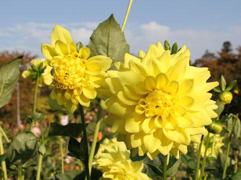 Dahlia hybrida cv. Uguisunokoi