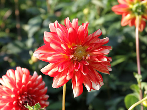 Dahlia hybrida cv. Yell