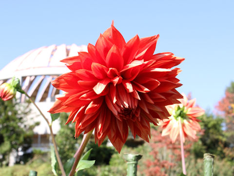 Dahlia hybrida cv. Excalibaur