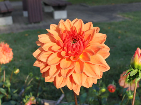 Dahlia hybrida cv. Emma