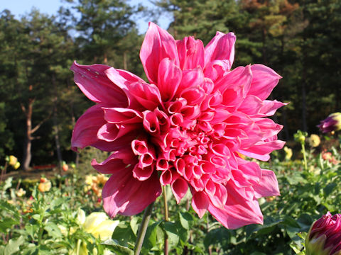 Dahlia hybrida cv. Emory Paul