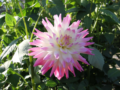 Dahlia hybrida cv. Angel