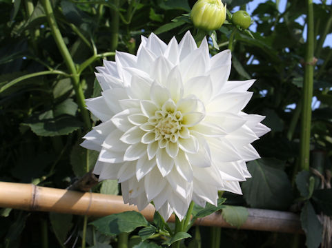 Dahlia hybrida cv. Angel Snow