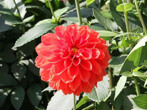 Dahlia hybrida cv. Autumn Season