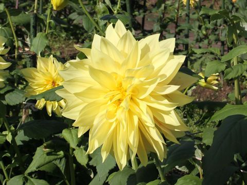 Dahlia hybrida cv. Oshoushina