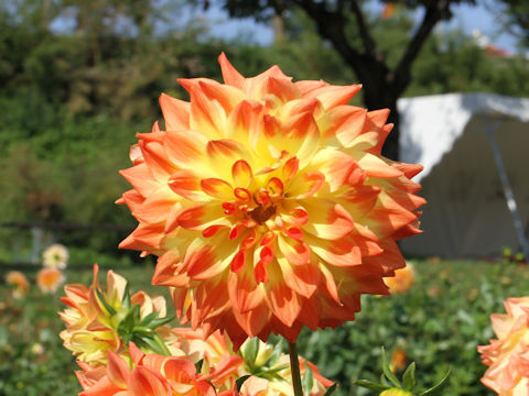 Dahlia hybrida cv. Orange Fireworks