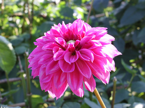 Dahlia hybrida cv. Girls' Talk