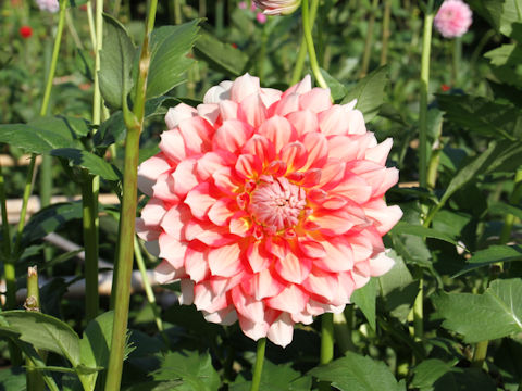 Dahlia hybrida cv. Kabuki