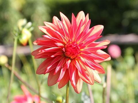 Dahlia hybrida cv. Kabukimono