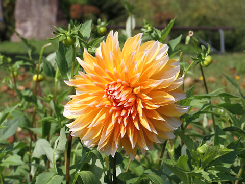 Dahlia hybrida cv. Caprice