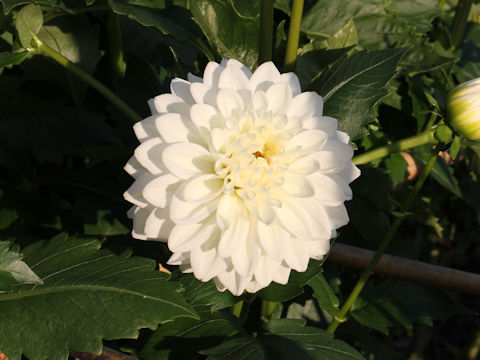 Dahlia hybrida cv. Kamakura