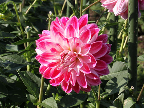 Dahlia hybrida cv. Colorful