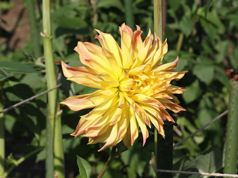 Dahlia hybrida cv. Captain