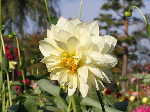 Dahlia hybrida cv. Caroline