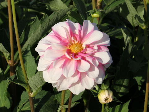 Dahlia hybrida cv. Candy Girl