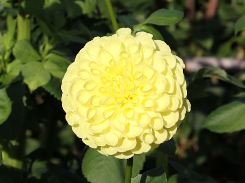 Dahlia hybrida cv. Kirakiraboshi