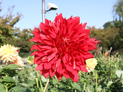 Dahlia hybrida cv. Creve Coeur