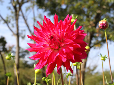 Dahlia hybrida cv. Creamy Kiss