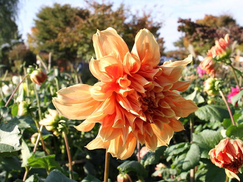 Dahlia hybrida cv. Grace Middleton