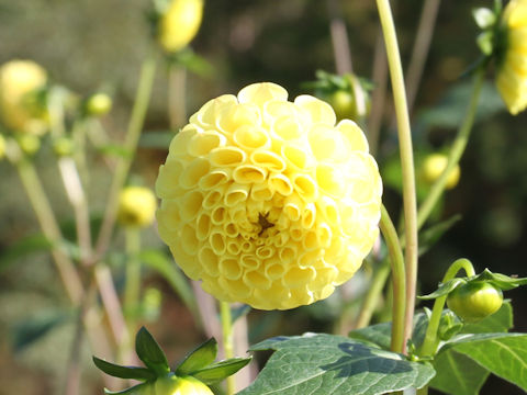 Dahlia hybrida cv. Glenbank Honeycomb