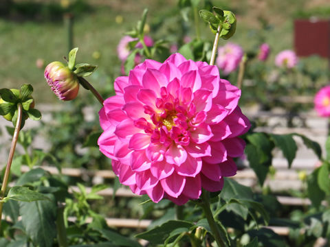 Dahlia hybrida cv. Comaneci