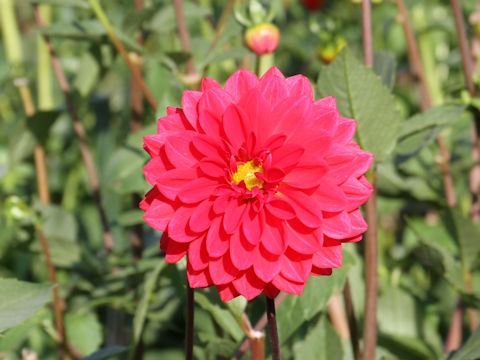 Dahlia hybrida cv. Korin