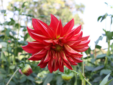 Dahlia hybrida cv. Savanna