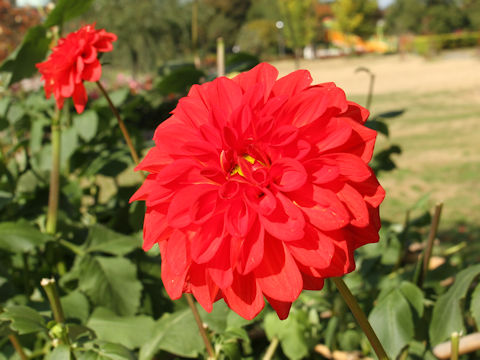 Dahlia hybrida cv. Sunrise