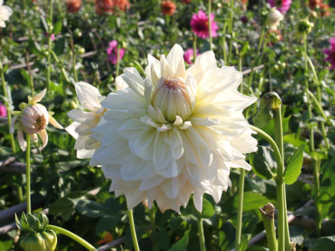 Dahlia hybrida cv. Gemma Darling