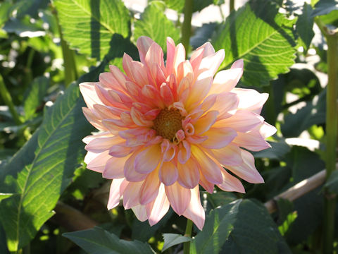 Dahlia hybrida cv. Shigurezaka