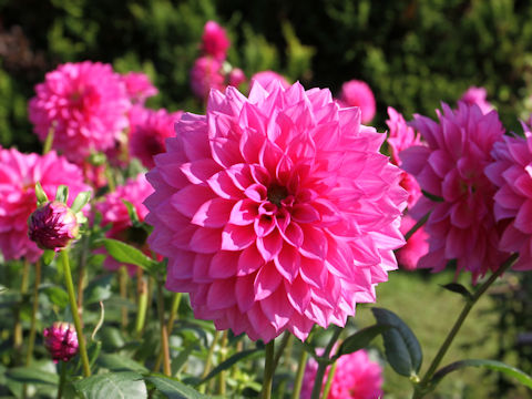 Dahlia hybrida cv. Chiffon Pink