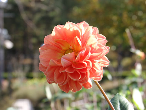 Dahlia hybrida cv. Janet