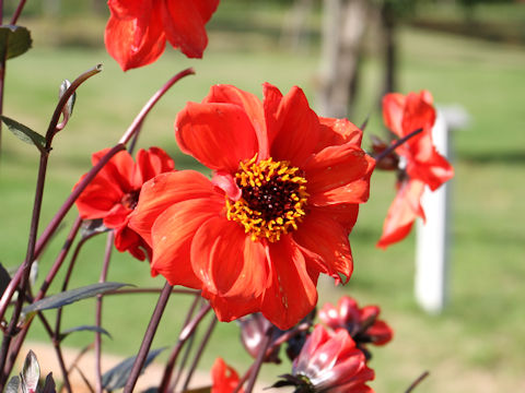 Dahlia hybrida cv. Japanese Bishop