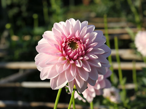 Dahlia hybrida cv. Shushu