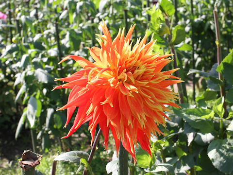 Dahlia hybrida cv. Show N Tell