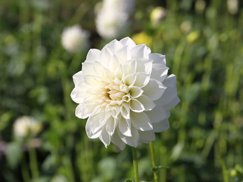 Dahlia hybrida cv. Silk Hat