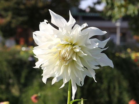 Dahlia hybrida cv. Silver Wedding