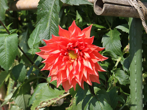 Dahlia hybrida cv. Sindibaad