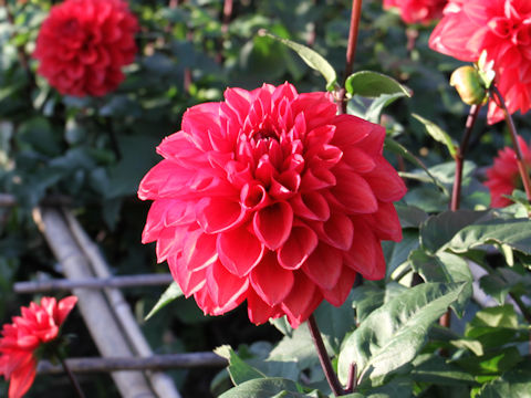 Dahlia hybrida cv. Scarlet