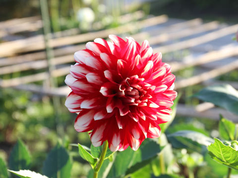 Dahlia hybrida cv. Strawberry Cream