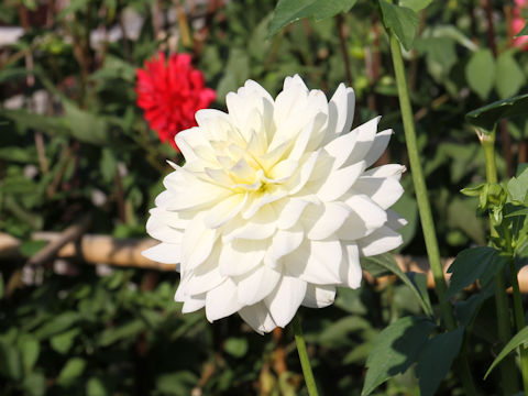 Dahlia hybrida cv. Snow Star