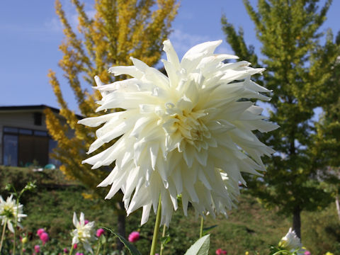 Dahlia hybrida cv. Snow Bird