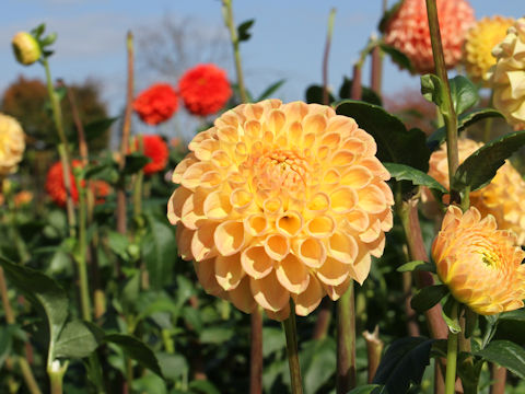 Dahlia hybrida cv. Snoho Doris