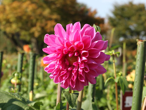 Dahlia hybrida cv. Second Love