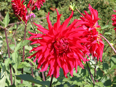 Dahlia hybrida cv. Celine