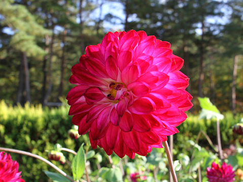 Dahlia hybrida cv. Xochitl