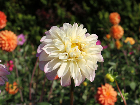 Dahlia hybrida cv. Takaramono