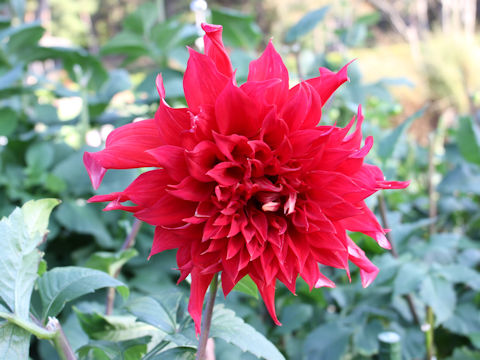 Dahlia hybrida cv. Danum Meteor