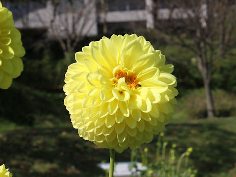 Dahlia hybrida cv. Tampopo